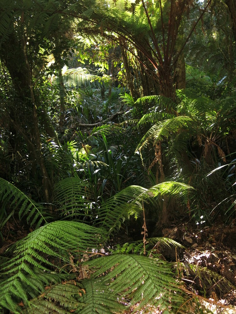 Dicksonia herbertii