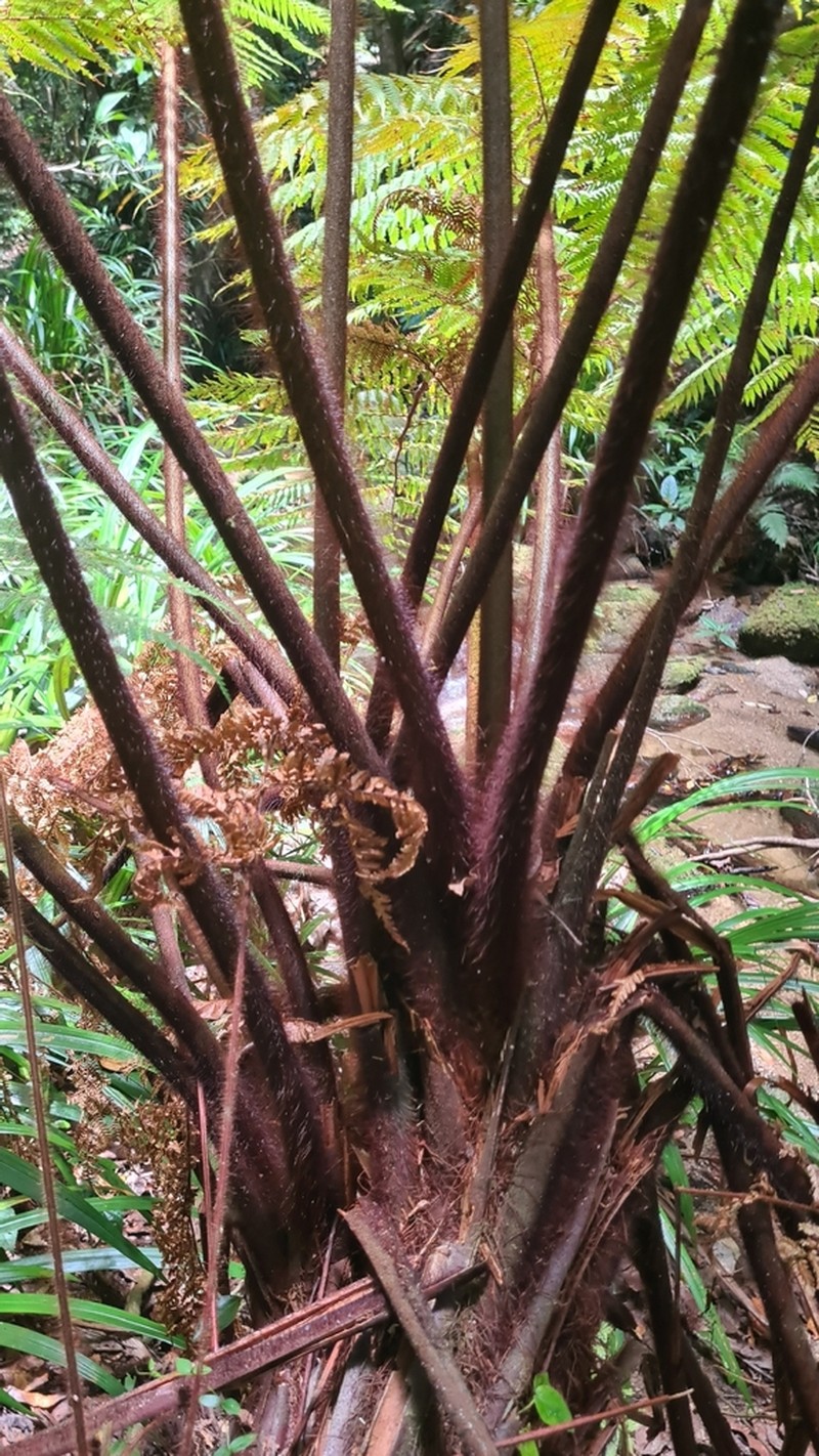 Dicksonia herbertii photo 2