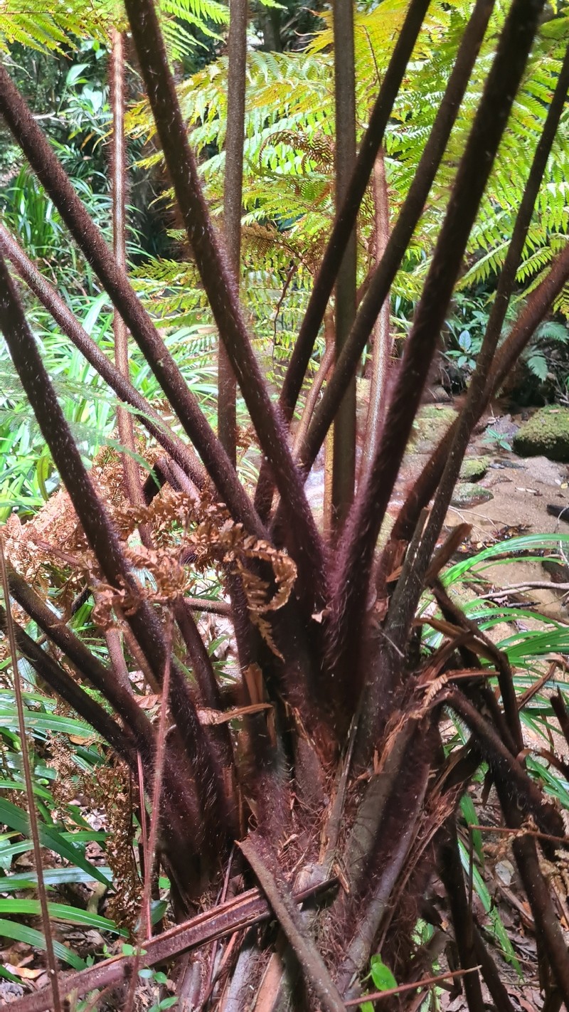Dicksonia herbertii photo 3