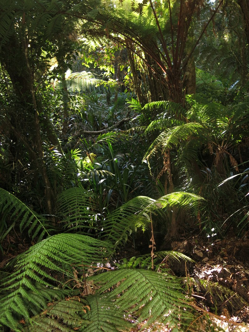 Dicksonia herbertii photo 4
