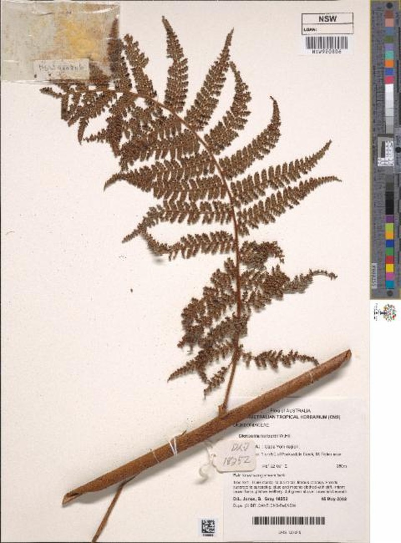 Dicksonia herbertii photo 5