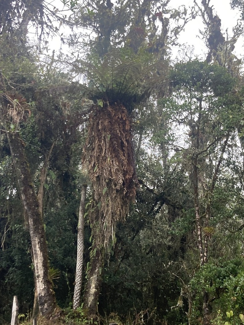 Dicksonia karsteniana