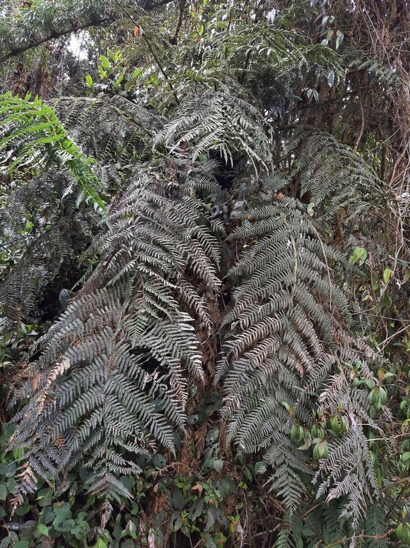 Dicksonia karsteniana photo 2