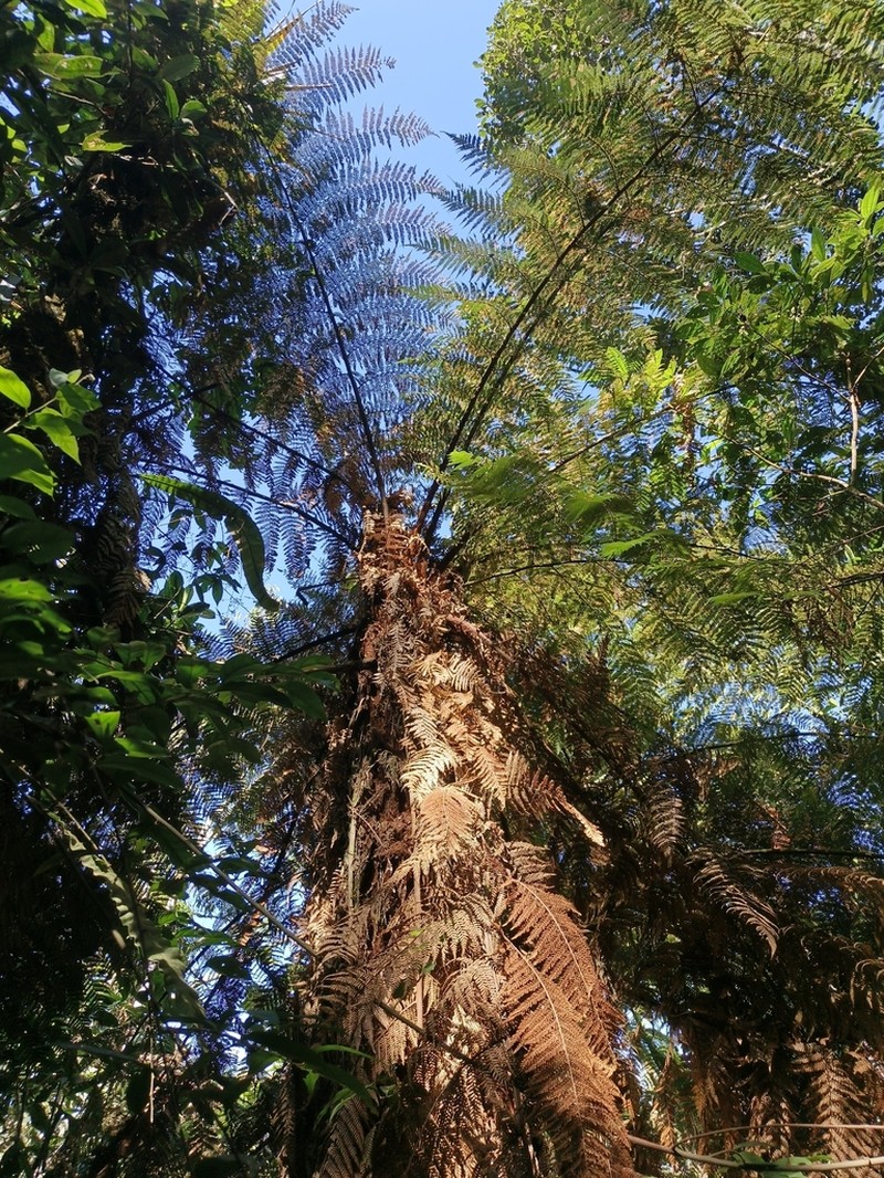 Dicksonia karsteniana photo 3