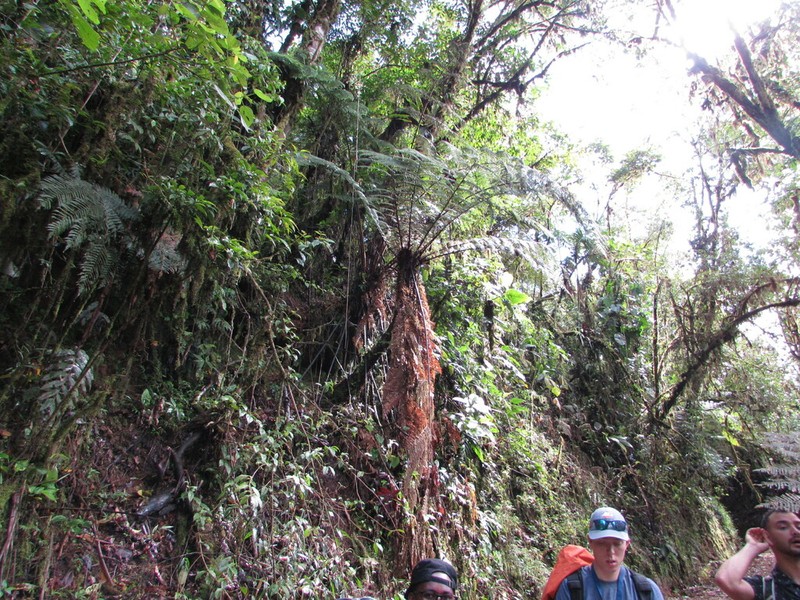 Dicksonia karsteniana photo 5