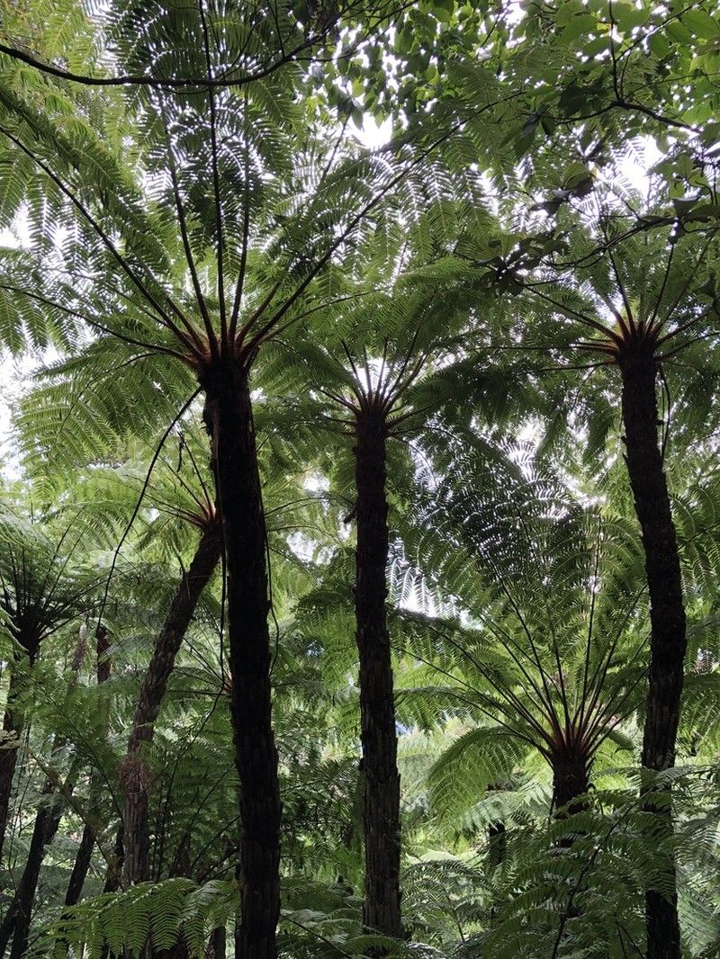 Dicksonia karsteniana photo 6
