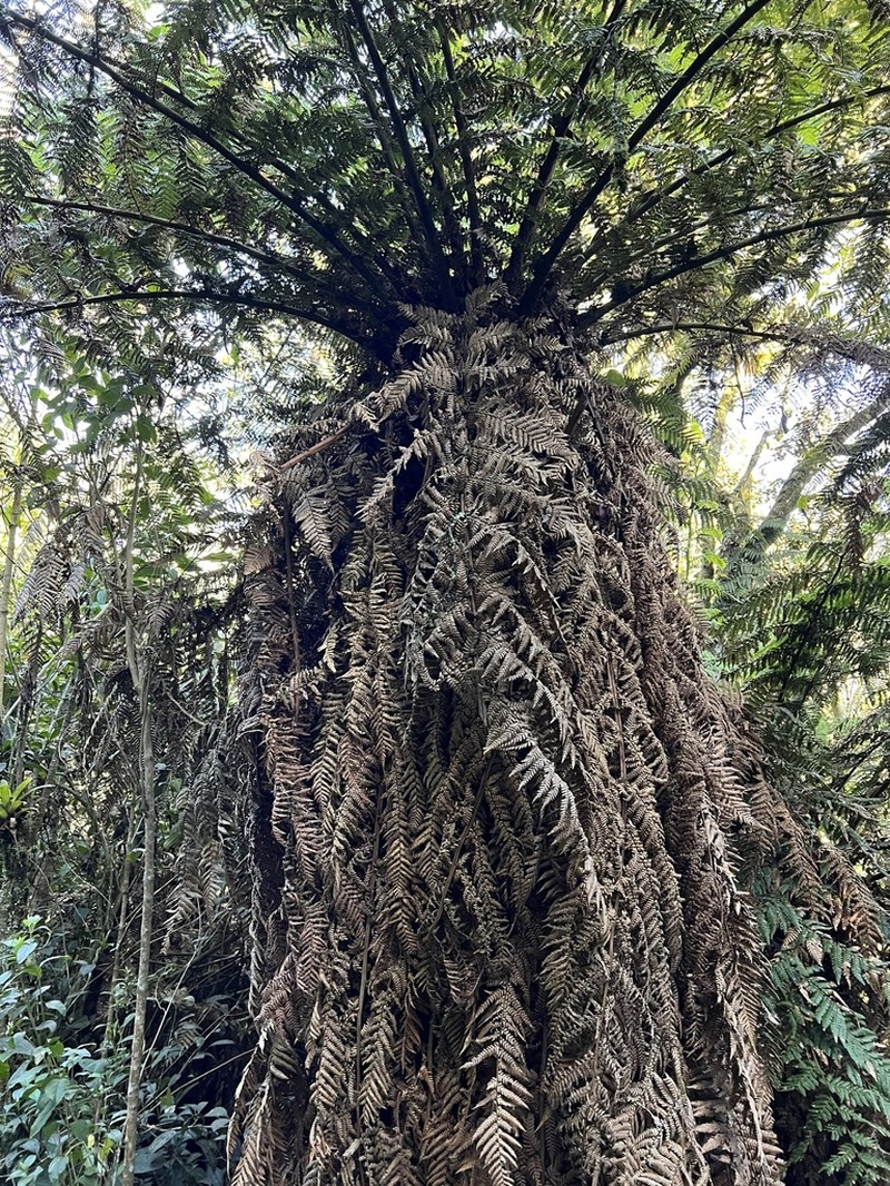 Dicksonia karsteniana photo 7