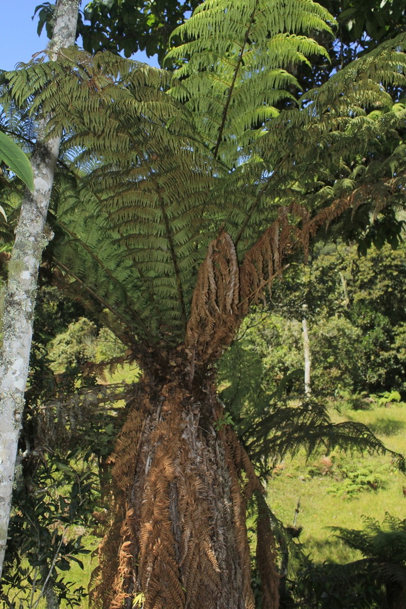 Dicksonia karsteniana photo 8