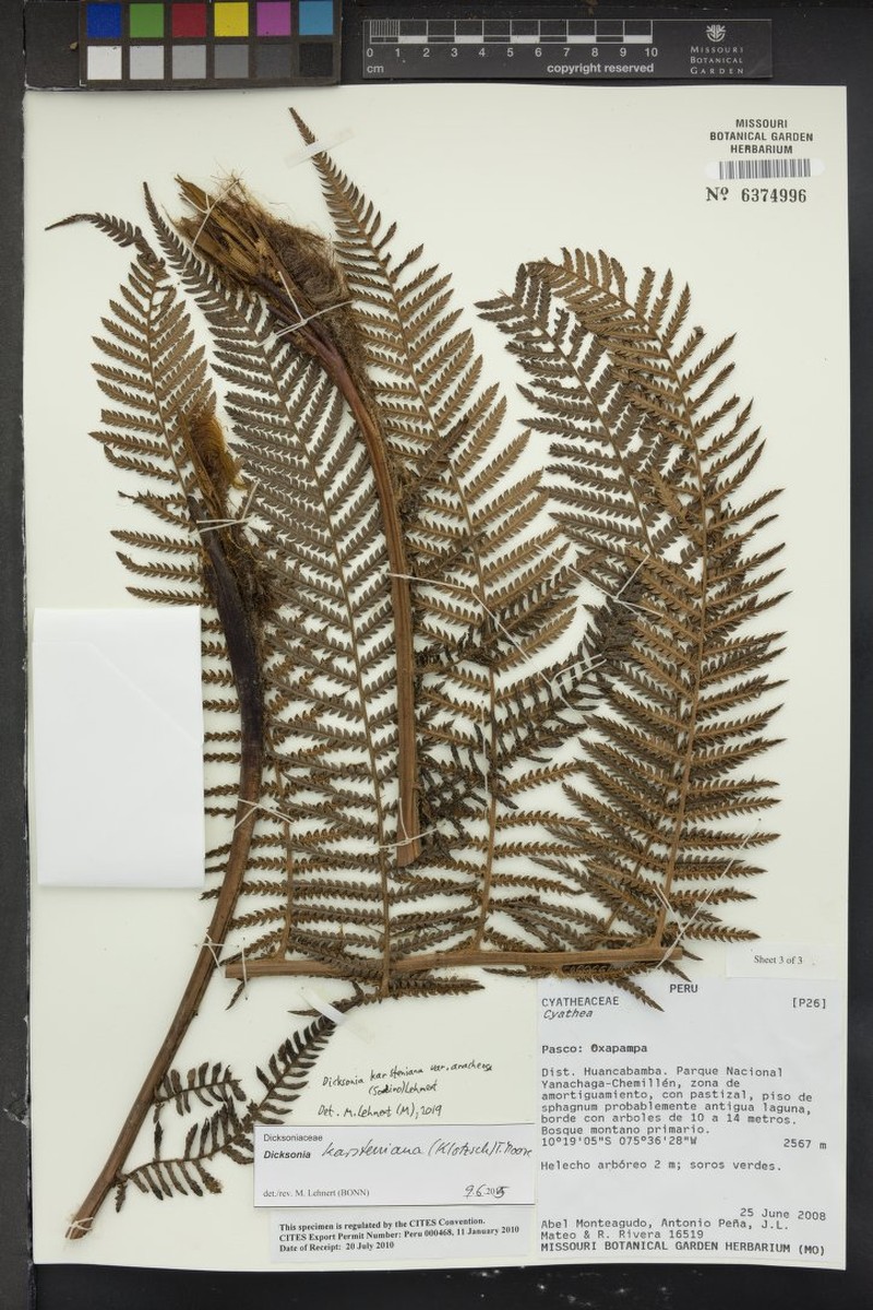 Dicksonia karsteniana var. arachneosa