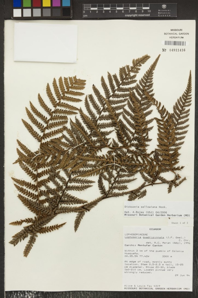 Dicksonia karsteniana var. arachneosa photo 2