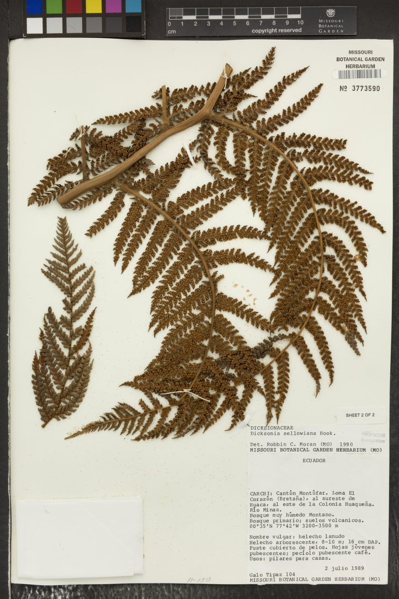 Dicksonia karsteniana var. arachneosa photo 3