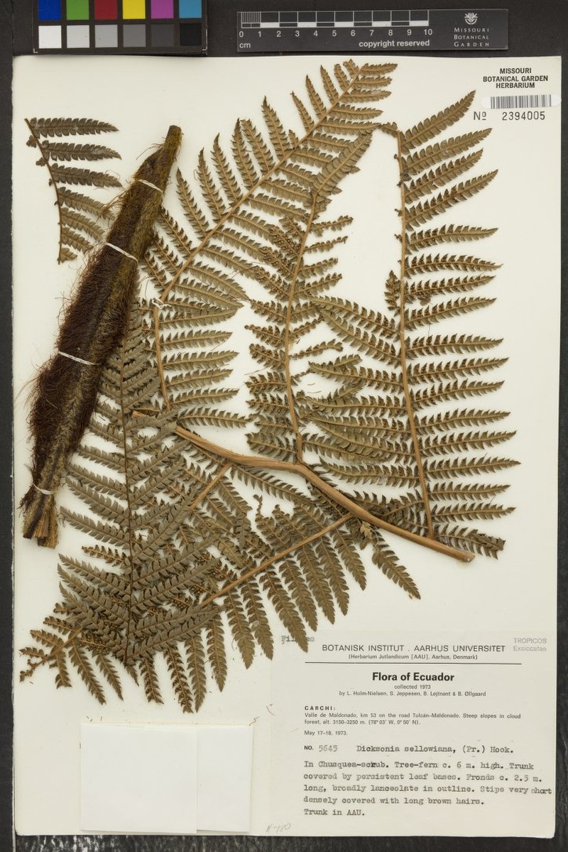 Dicksonia karsteniana var. arachneosa photo 4