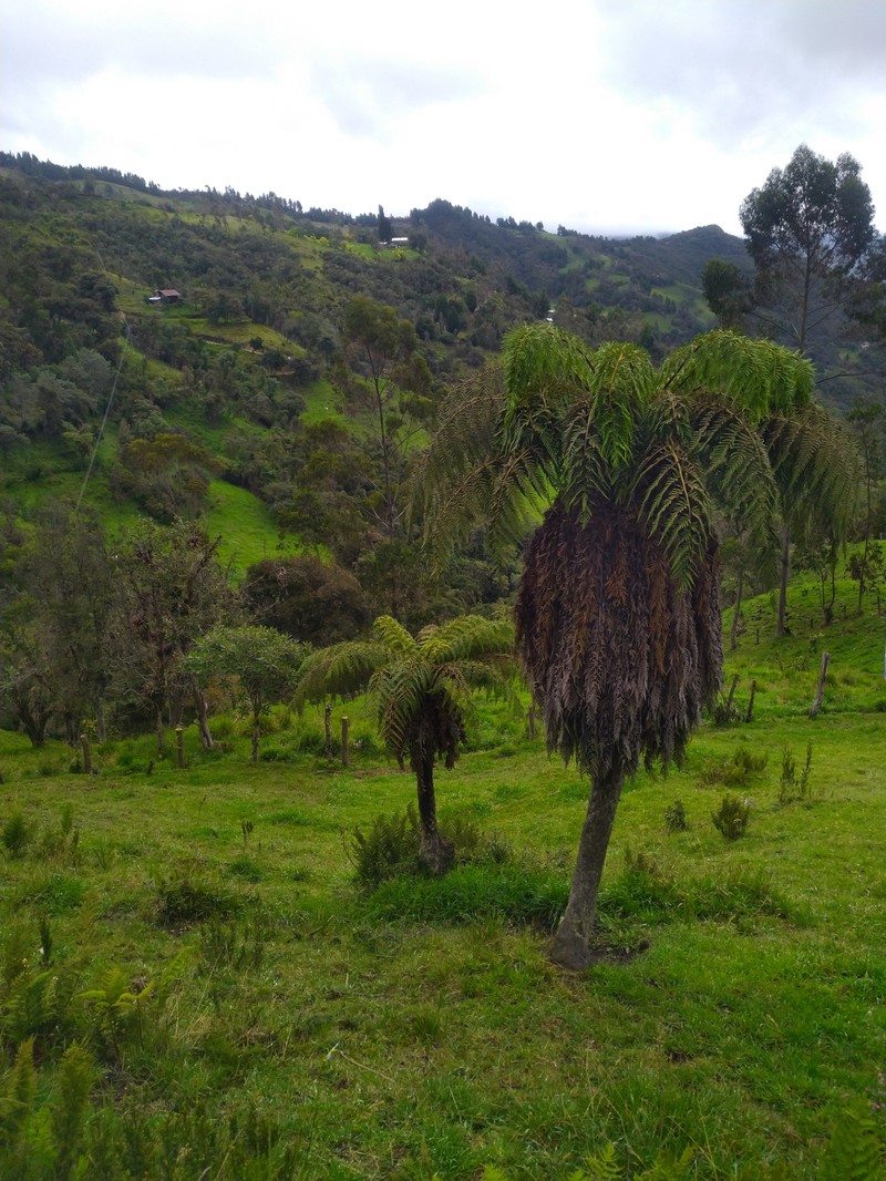 Dicksonia karsteniana var. karsteniana
