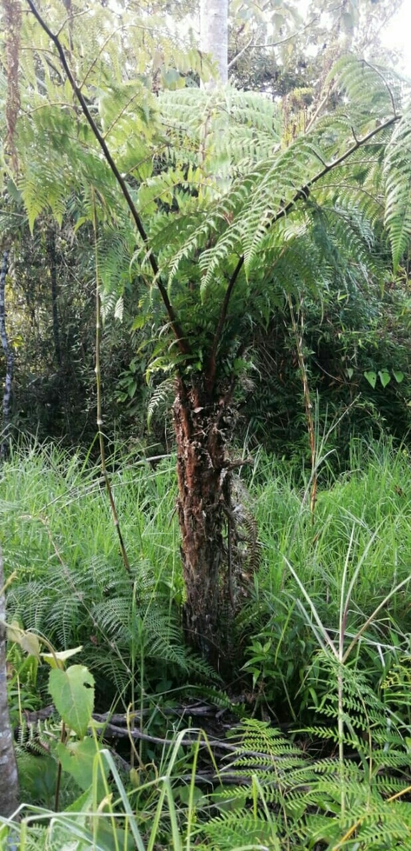 Dicksonia karsteniana var. spruceana