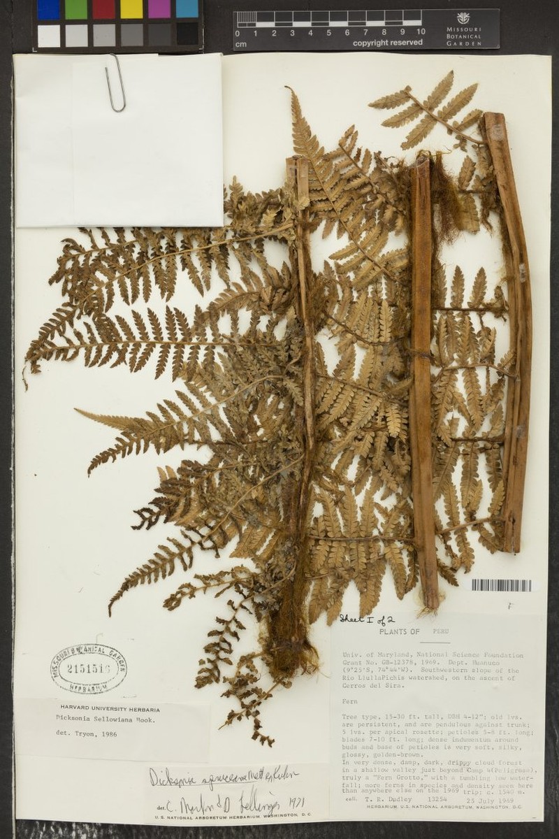 Dicksonia karsteniana var. spruceana photo 2
