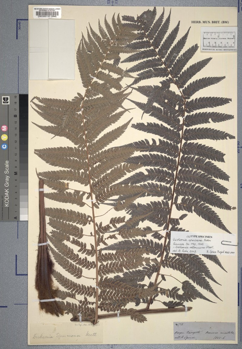 Dicksonia karsteniana var. spruceana photo 4