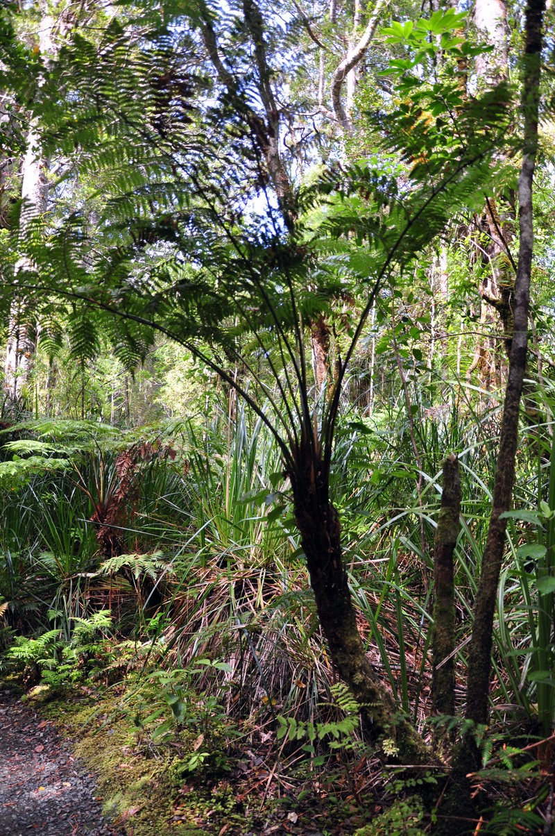 Dicksonia lanata