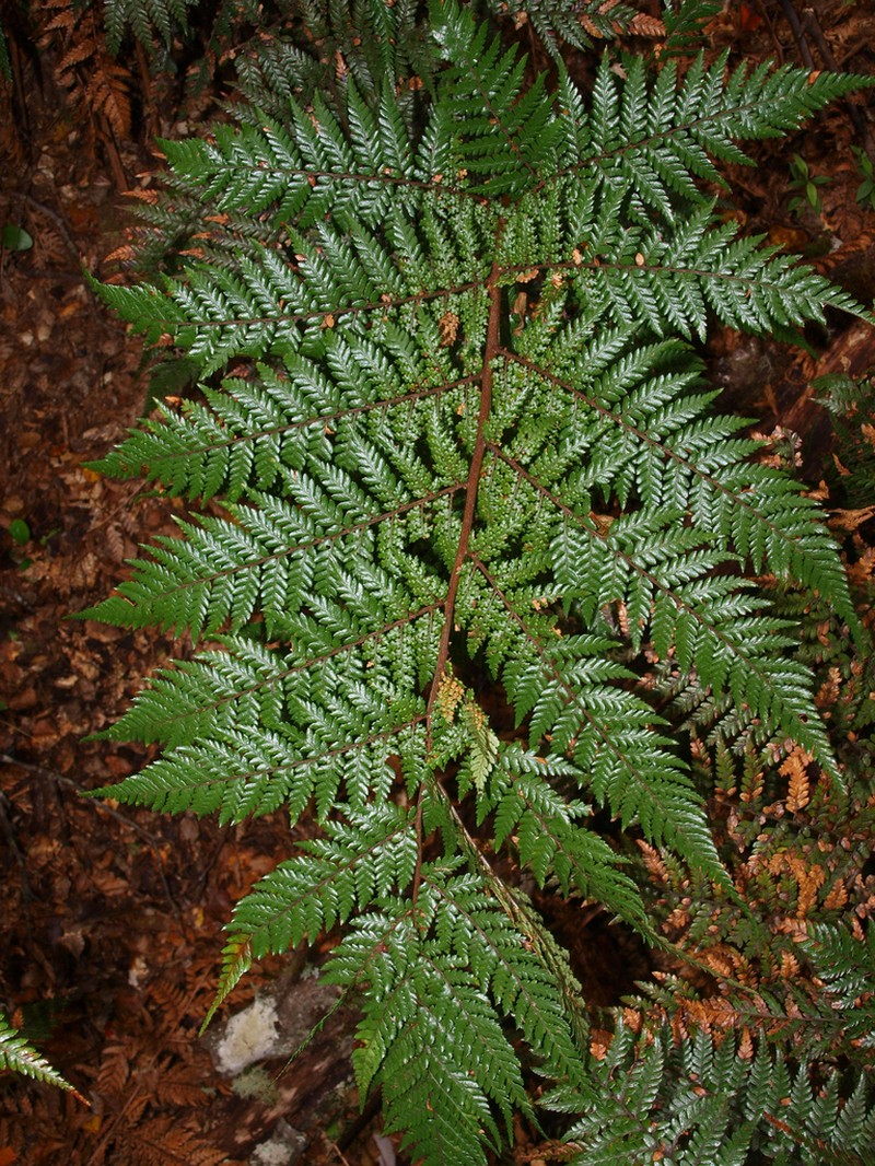 Dicksonia lanata photo 2
