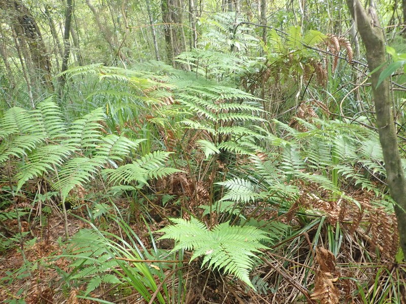 Dicksonia lanata photo 3