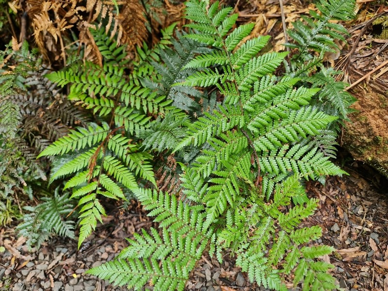 Dicksonia lanata photo 4