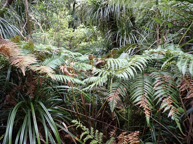 Dicksonia lanata photo 5