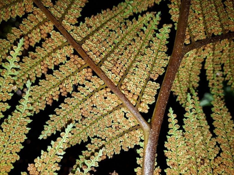Dicksonia lanata photo 7