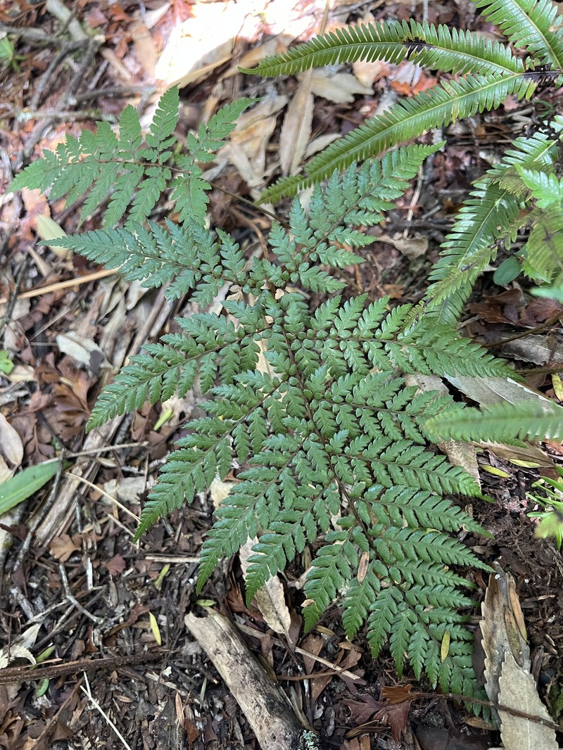 Dicksonia lanata subsp. lanata