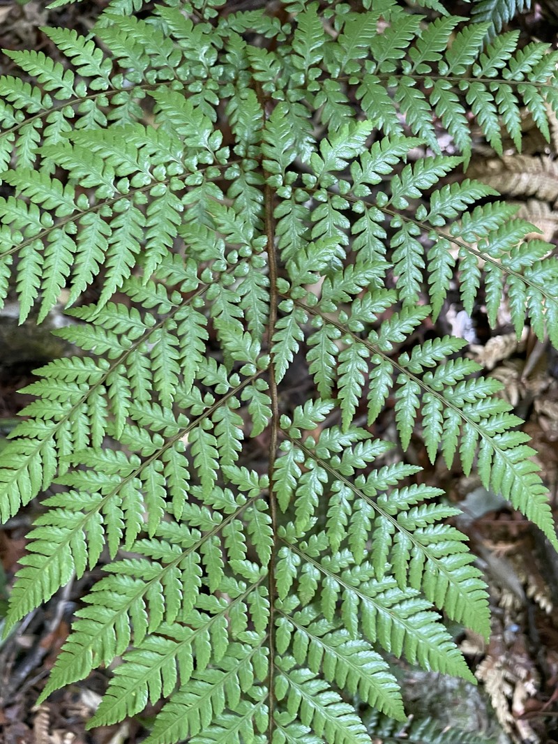 Dicksonia lanata subsp. lanata photo 2