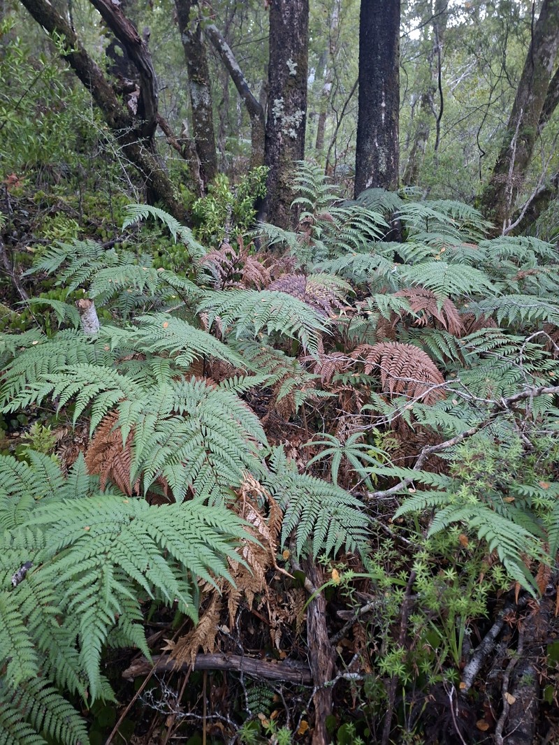 Dicksonia lanata subsp. lanata photo 3