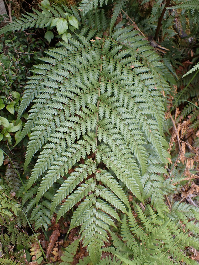 Dicksonia lanata subsp. lanata photo 4