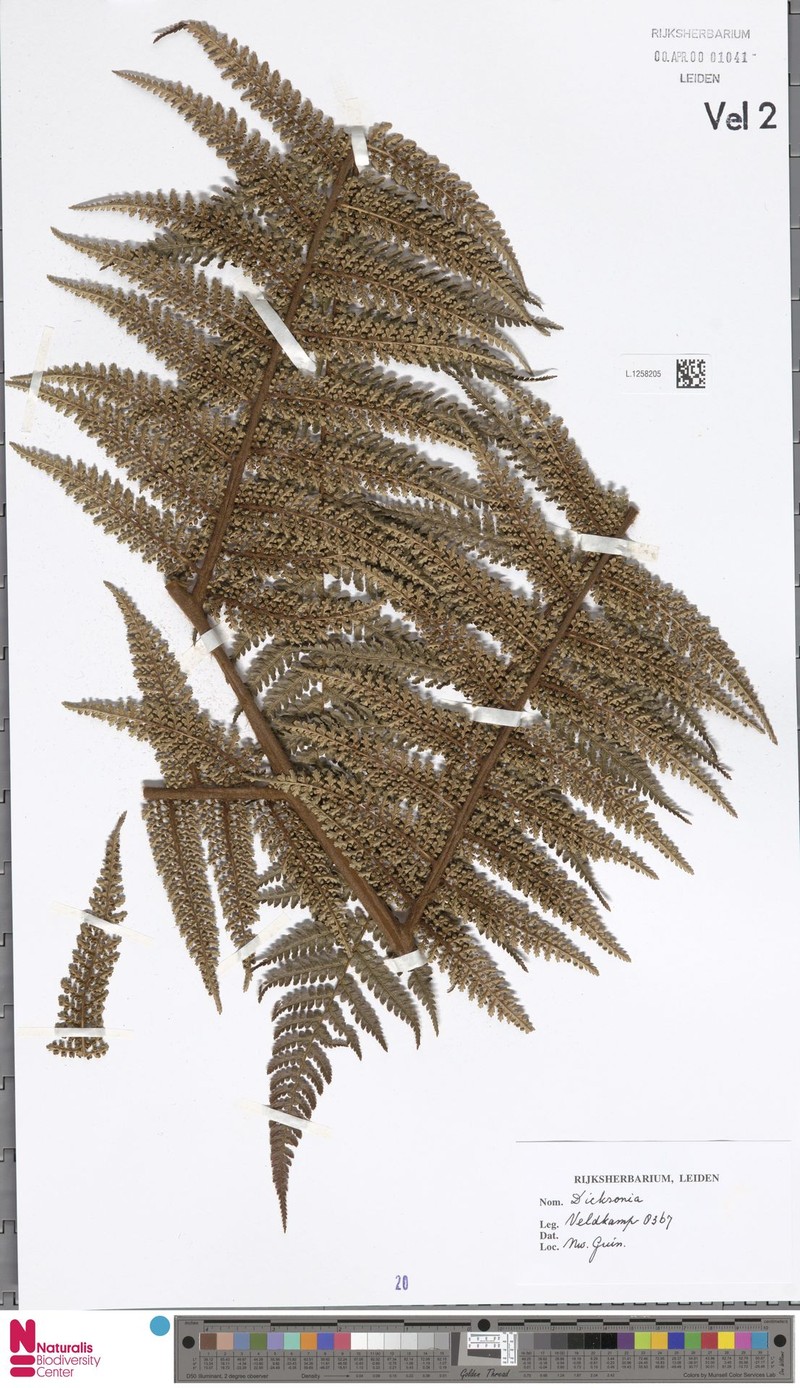 Dicksonia lanigera