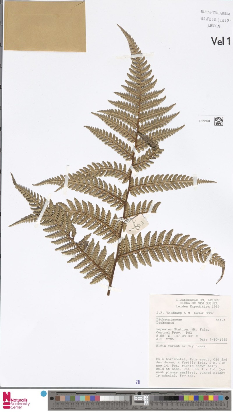 Dicksonia lanigera photo 2