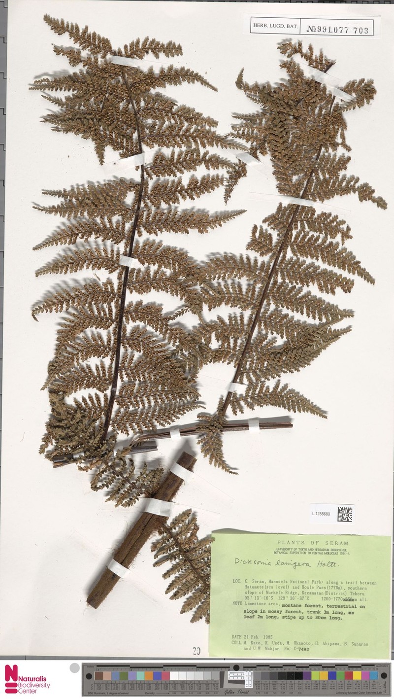 Dicksonia lanigera photo 3