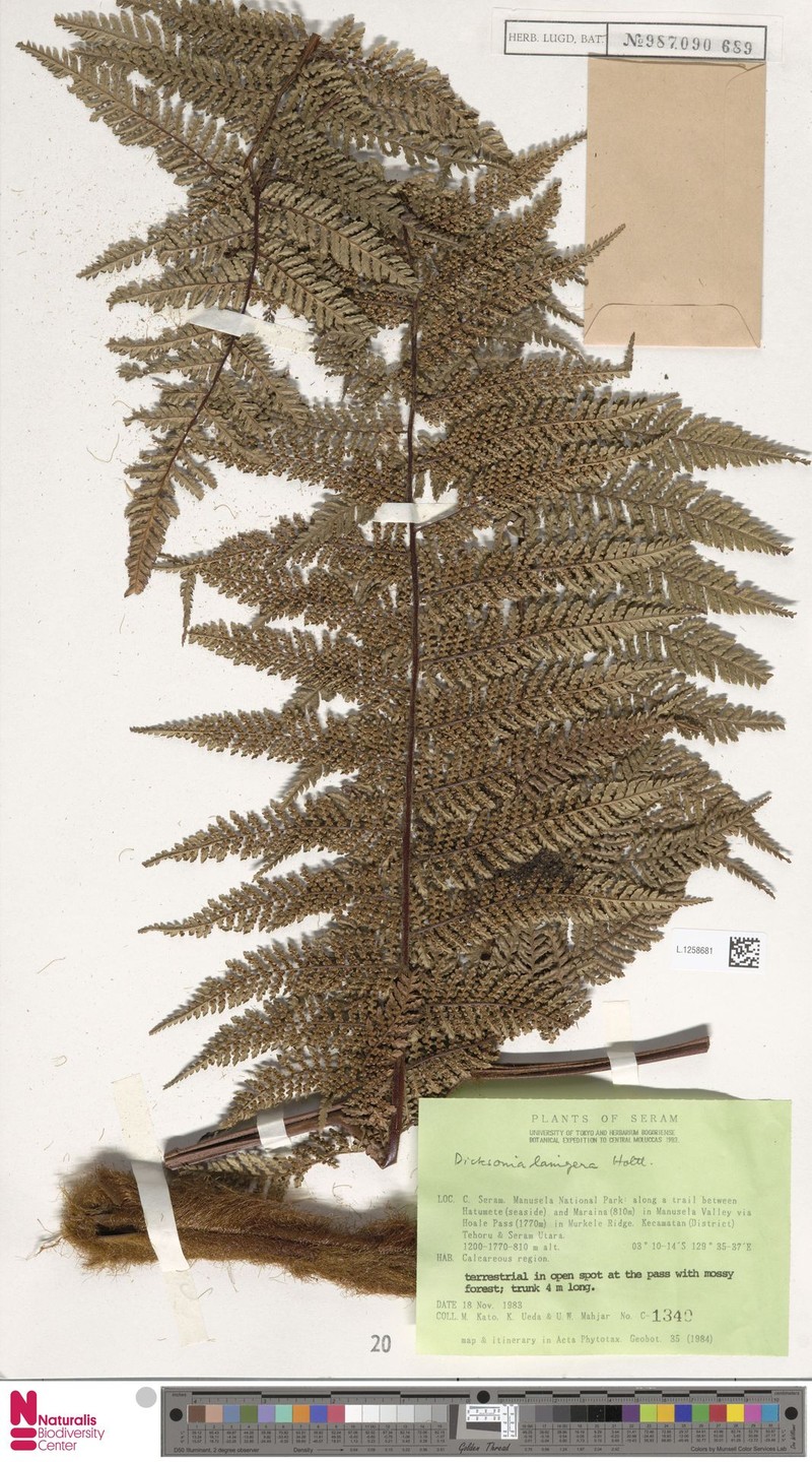Dicksonia lanigera photo 4