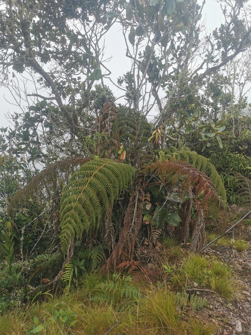 Dicksonia lehnertiana