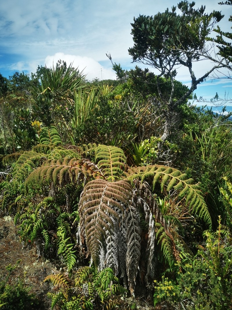 Dicksonia lehnertiana photo 2