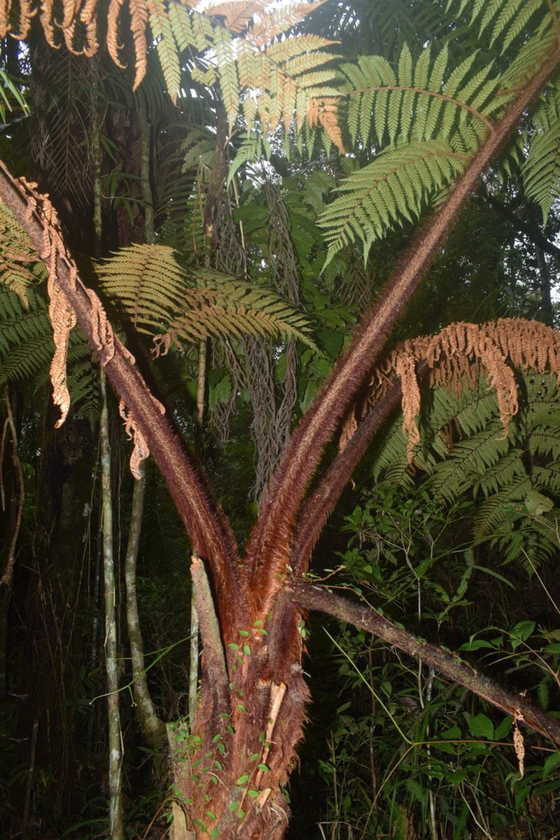 Dicksonia mollis