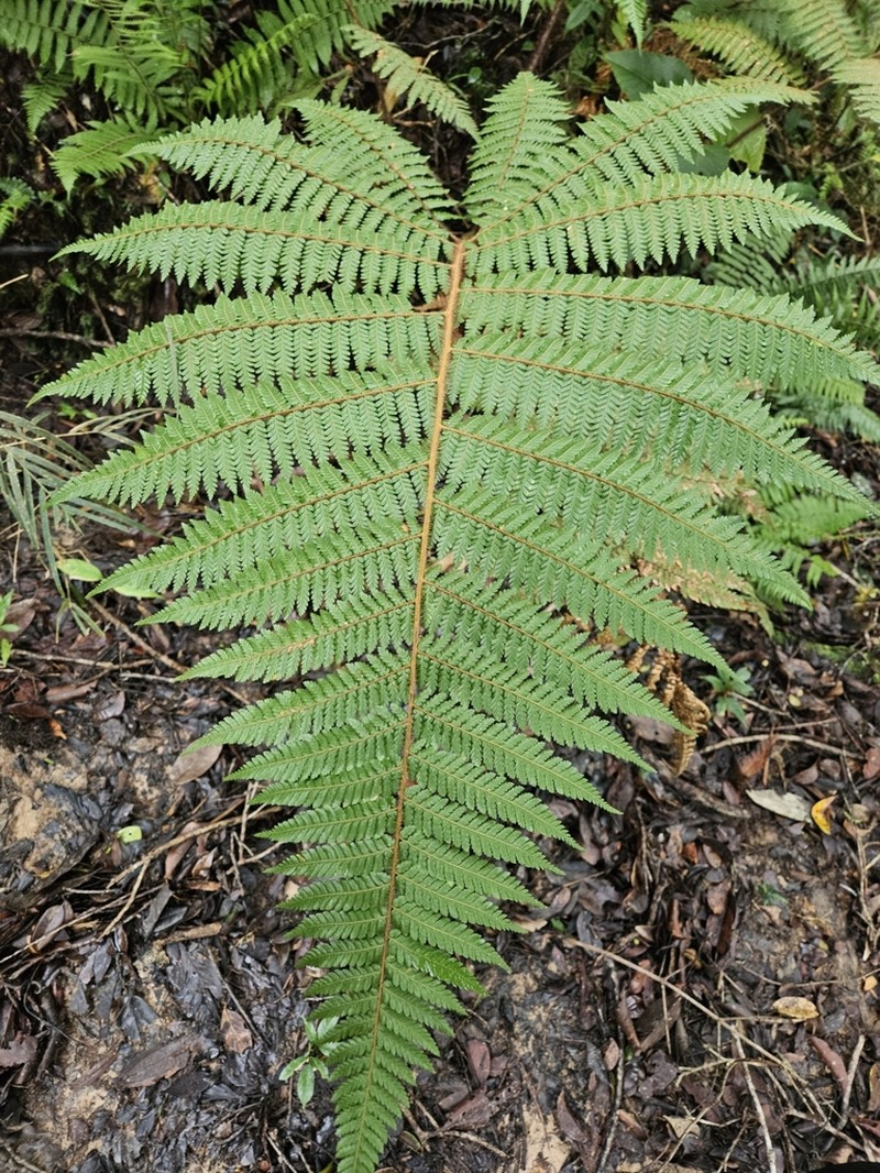 Dicksonia mollis photo 2