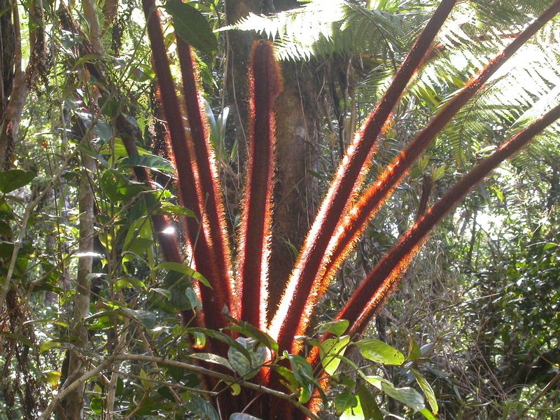 Dicksonia mollis photo 3
