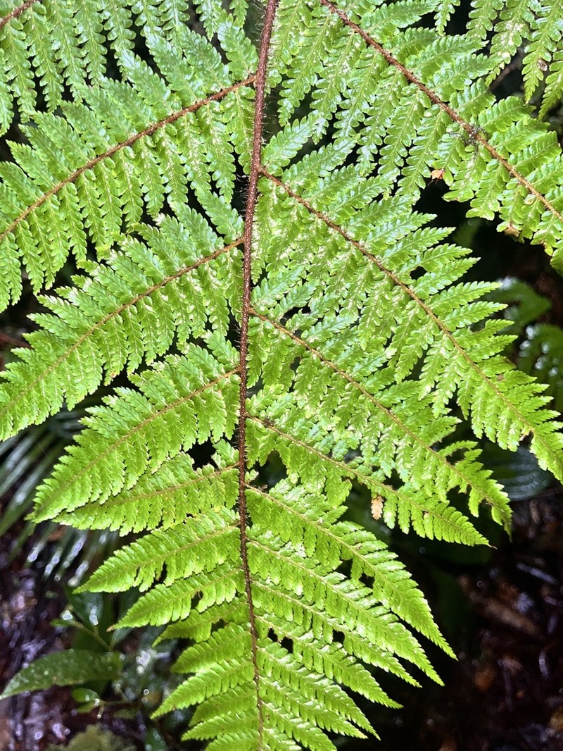 Dicksonia mollis photo 4