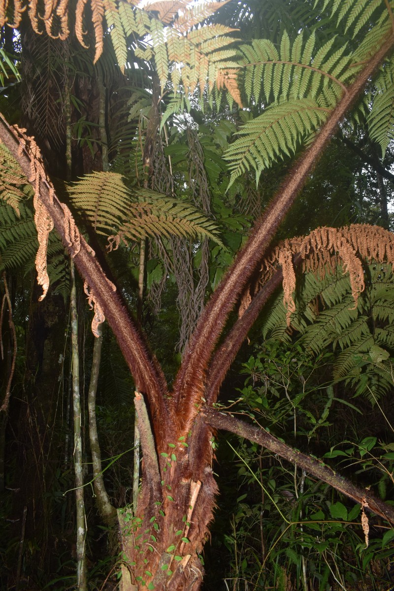 Dicksonia mollis photo 5