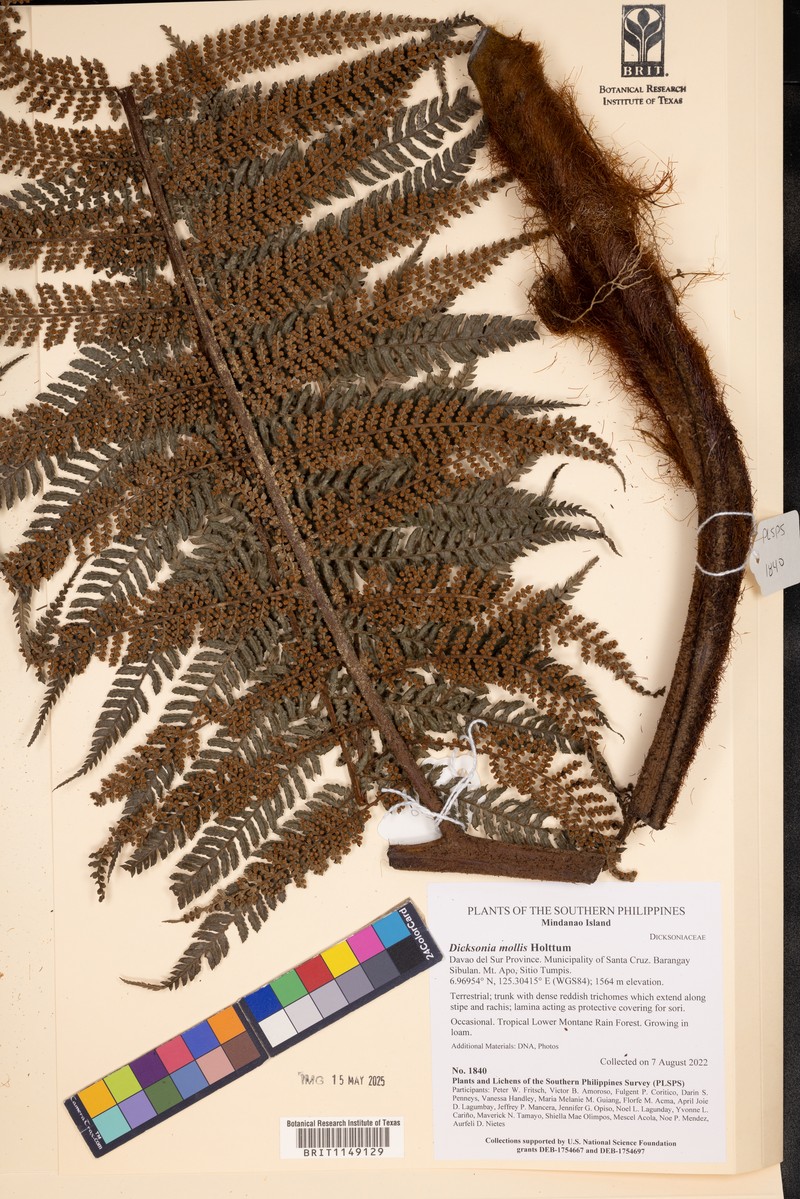 Dicksonia mollis photo 6