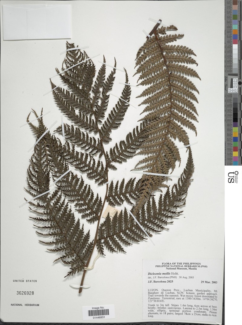 Dicksonia mollis photo 7