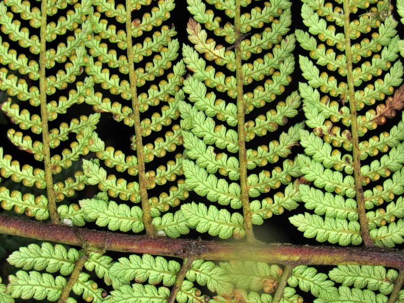 Dicksonia navarrensis