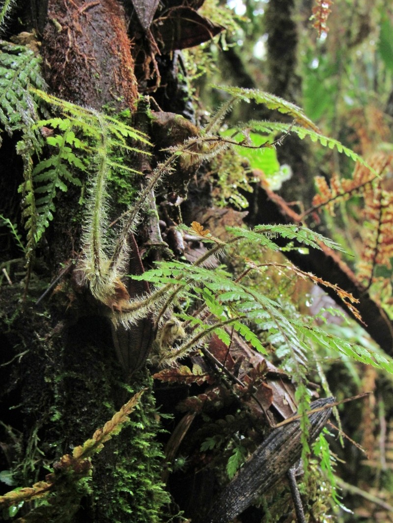 Dicksonia navarrensis photo 2