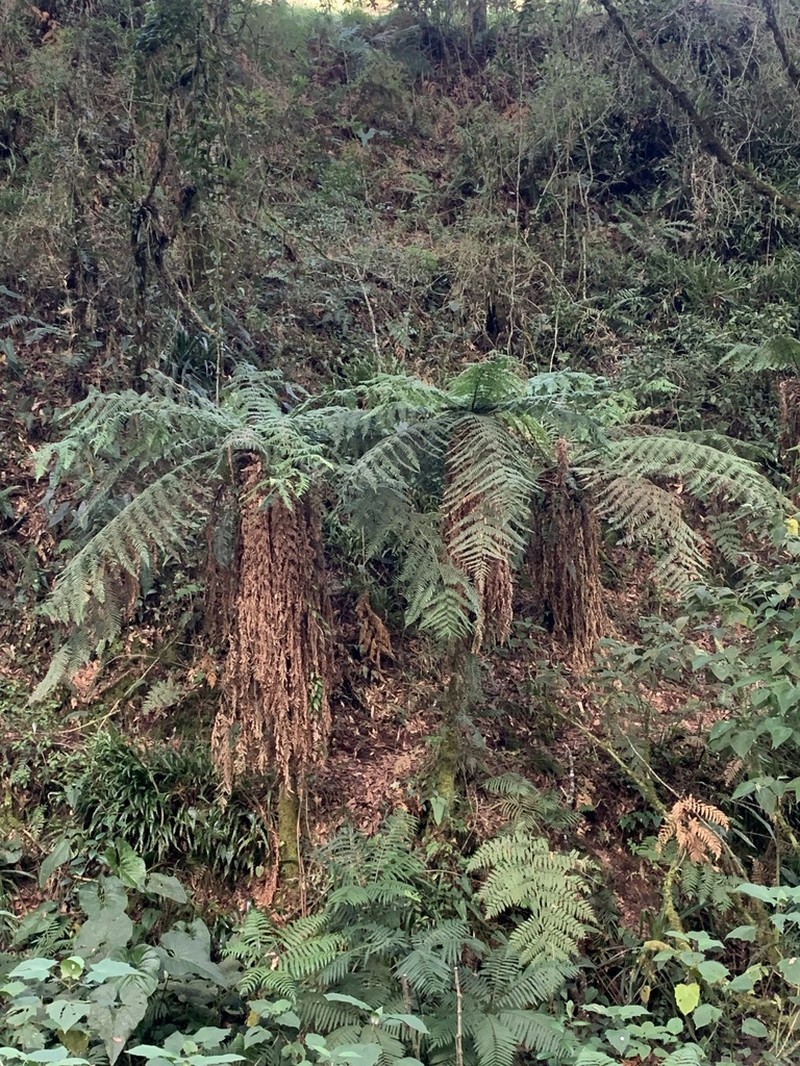 Dicksonia navarrensis photo 3