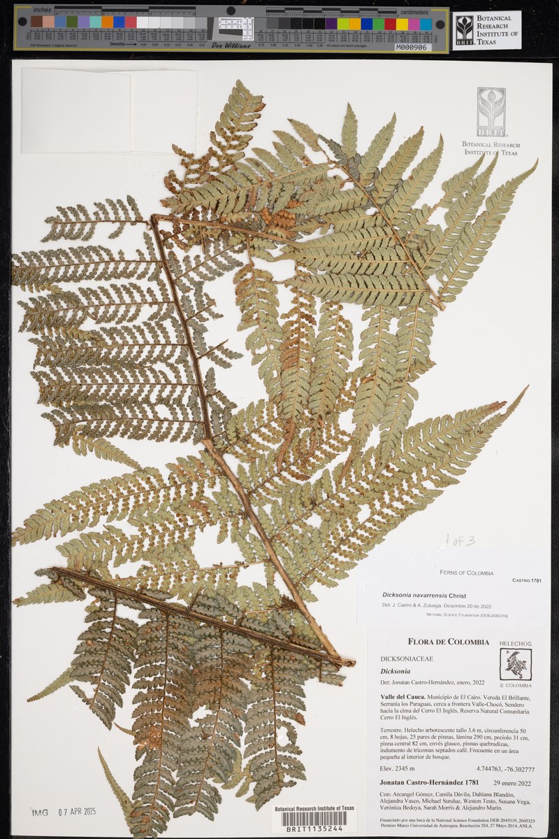 Dicksonia navarrensis photo 4