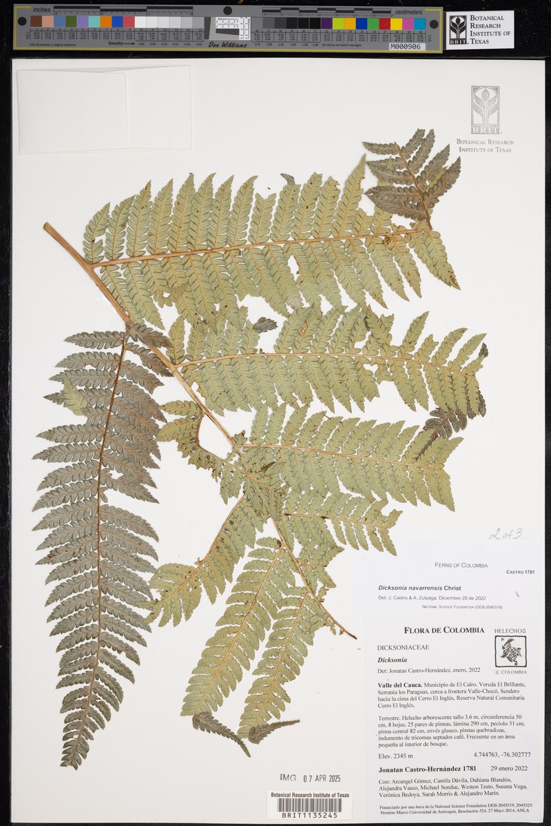 Dicksonia navarrensis photo 5