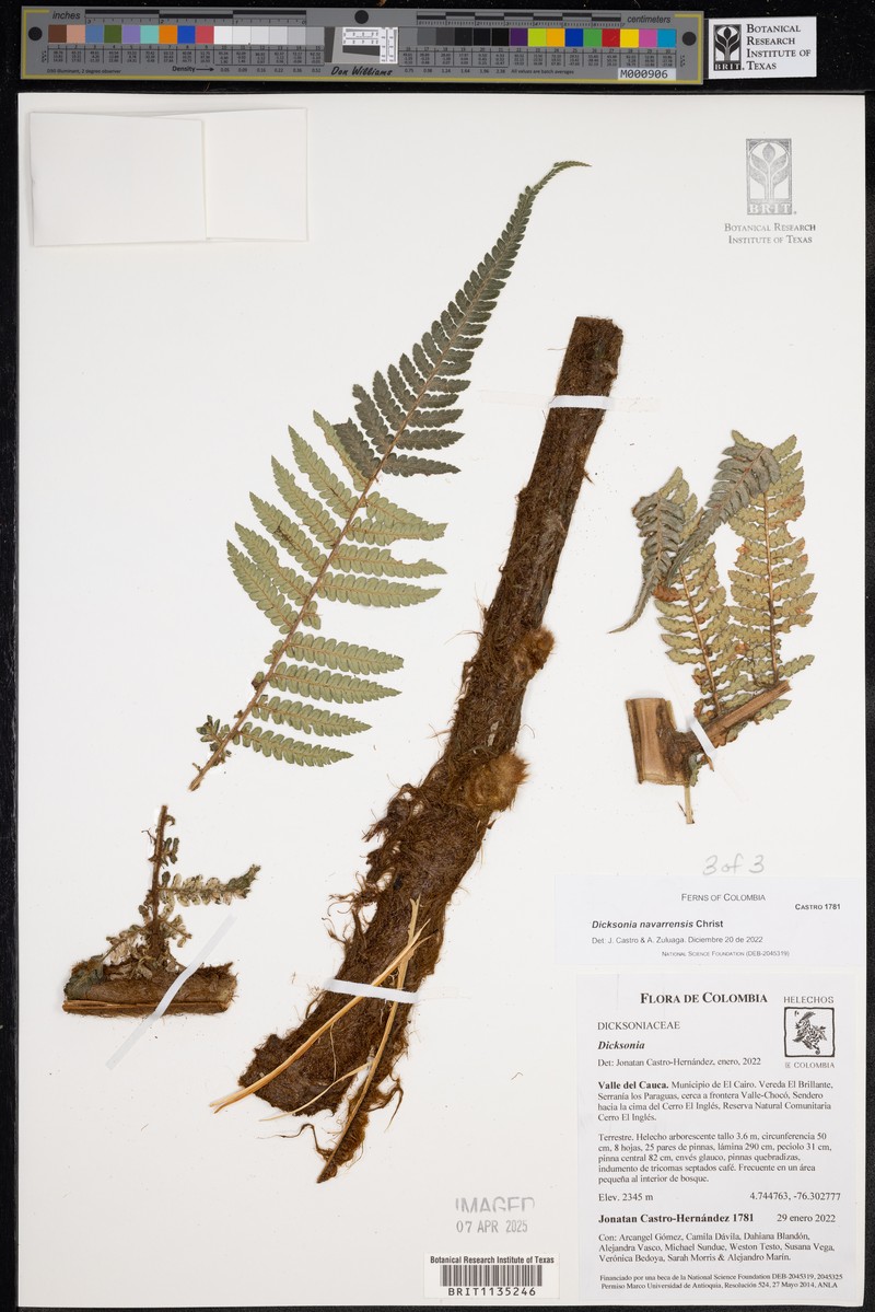 Dicksonia navarrensis photo 6