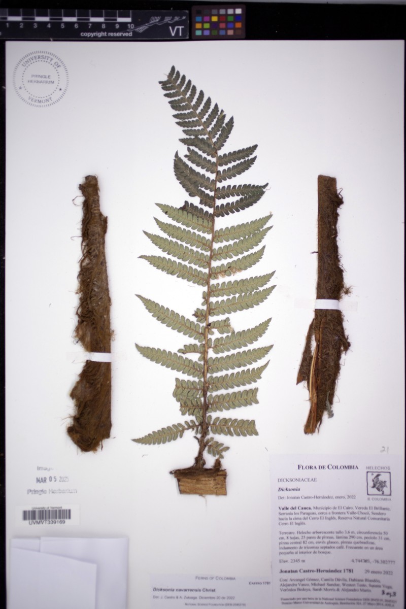 Dicksonia navarrensis photo 7